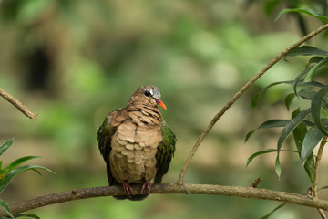 The Common Emerald Dove standing on tree

