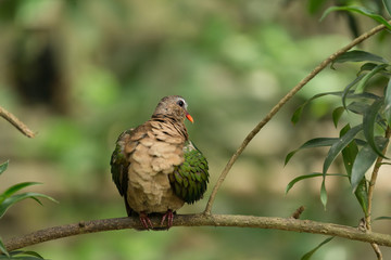 The Common Emerald Dove standing on tree
