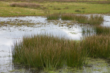 moor landscape recker moor in germany