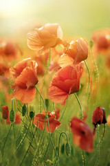 Fototapeta premium Red Poppy Flowers