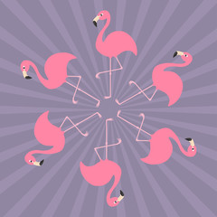 Pink flamingo on one leg. Round circle compisition. Exotic tropical bird. Zoo animal collection. Cute cartoon character. Decoration element. Flat design. Sunburst background.