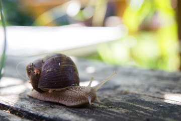 big snail on wooden table