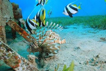 Fototapeta na wymiar flock of fish on the coral reef