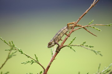 Rough chameleon (Chamaeleon rudis) in Rwanda

