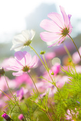 Cosmos flower in park