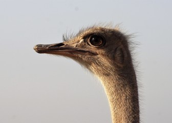 Strenger Blick vom Strauß