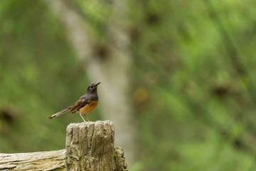 White-Romped shama bird standing on timber