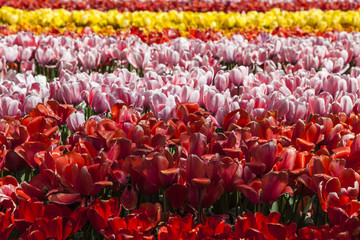 field of tulips