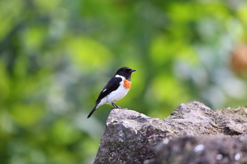 African stonechat (Saxicola torquatus) in Rwanda