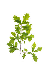 branch with green leaves