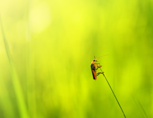 Beetle - Firefighter