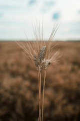 Sheaf of Wheat Field in the Countryside