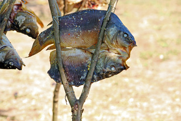 Roasted carp