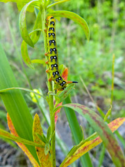 Hawk-moth caterpillar