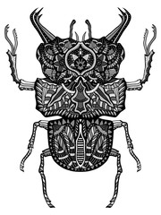 hand drawn beetle