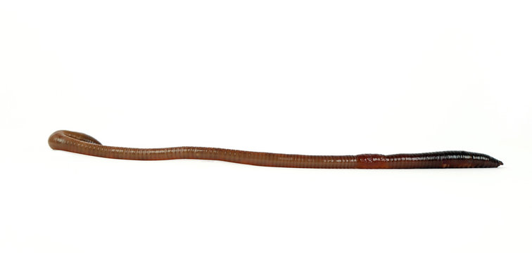 Regenwurm (Lumbricidae)
