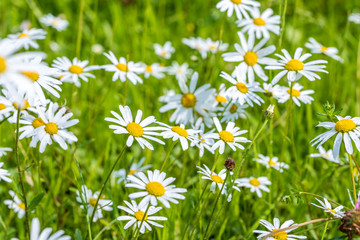 Fototapeta premium Daisy flowers with beautiful colors