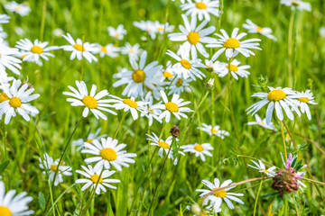 Fototapeta premium Daisy flowers with beautiful colors