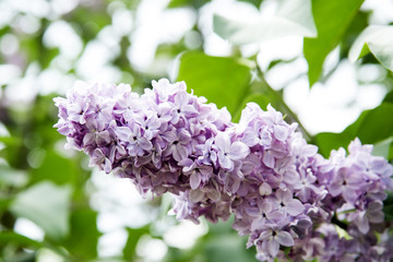 Blossoming lilac flowers
