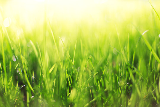 Abstract spring background of blurred grass and sunbeam