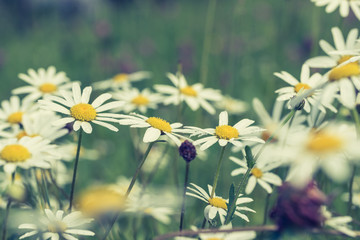 Daisy flowers with beautiful colors