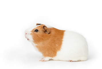 guinea-pig on the light background
