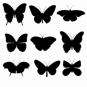 Black silhouettes of butterflies