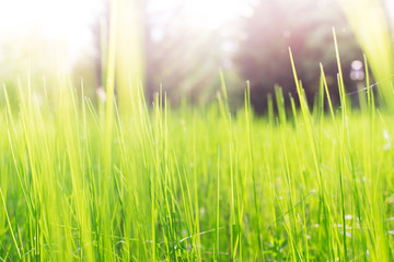 Abstract spring background of blurred green grass and sunbeam
