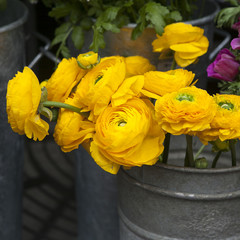 Spring bouquet with yellow  ranunculus in the bucket