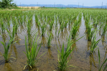 Obraz premium 田植え２週間後の田園風景