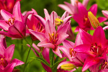 Obraz na płótnie Canvas lilies. Red lily flower. lily flower