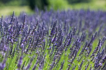 Obraz premium lavandes en provence