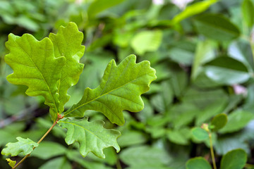 green oak leaves