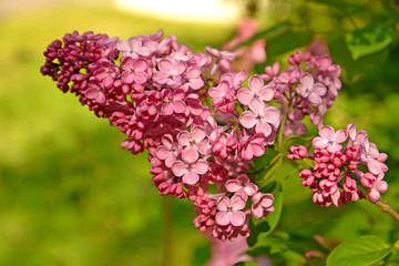 Fototapeta premium Brush of the blossoming lilac of hyacinthine (Syringa hyacinthif