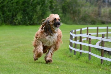 Fototapeta premium Afghanischer Windhund auf der Rennbahn