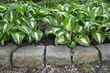 Khosta (Funkiya) wavy (Hosta undulata (Otto et Dietr. (Bailey)),