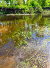 river bank with plants in water