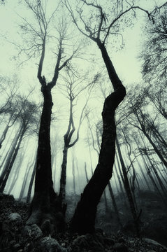 Fototapeta scary misty forest