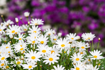 field of white daisy and purple flowers