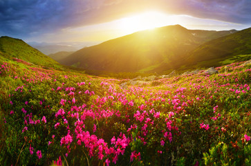 Fototapeta na wymiar Rhododendron flowers in summer mountains
