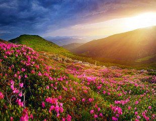 Rhododendron flowers in summer mountains - 113967718
