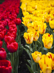Fototapeta premium field of tulips