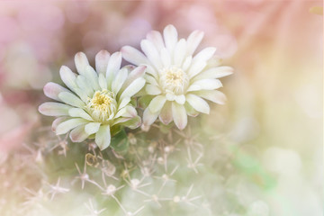 Cactus flowers on tree in soft romantic pink yellow pastel bokeh, white cactus flowers in romantic dreamy background