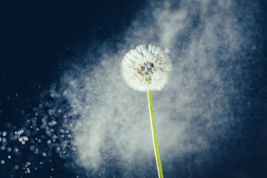 dandelion flower against water particles background