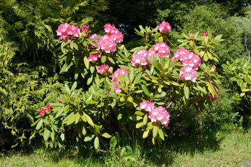 Bush a rhododendron with pink flowers (Rhododendron L.). Spring
