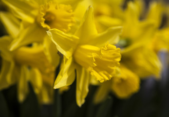 Obraz premium field of tulips