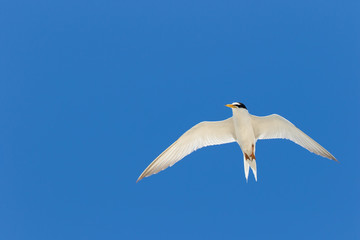 真夏の空を飛ぶ海鳥