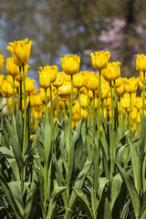 Obraz premium field of tulips