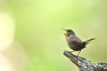 ミソサザイ(winter wren)