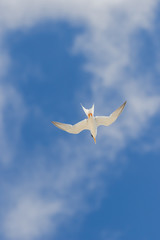 真夏の空を飛ぶ海鳥